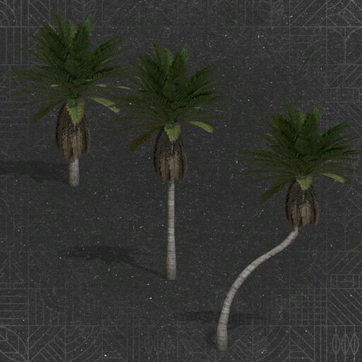 Coconut Trees